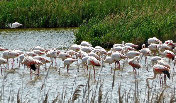 Bundala National Park