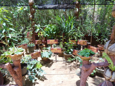 conservation medicinal plants