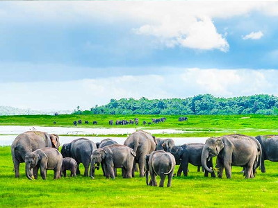 elephant Welfare conservation