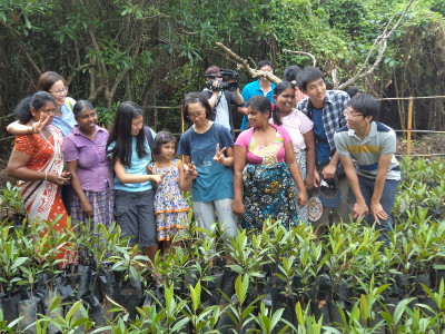 Mangrove restoration