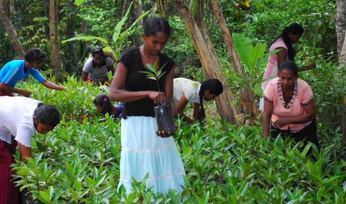 saving mangrove eco system